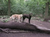 Maggy und Nino auf einem Baum am Grunewaldsee - 660 KB