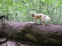 Maggy und Nino auf einem Baum in der Jungfernheide - 785 KB