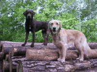 Maggy und Nino auf einem Baumstapel am Grunewaldsee - 496 KB