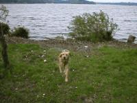 Maggy beim Schtteln am Strand von Siemenswerder - 683 KB