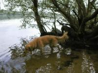 Maggy und Nino am Strand von Siemenswerder - 808 KB