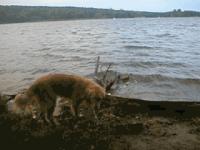 Maggy am Strand von Siemenswerder - 574 KB